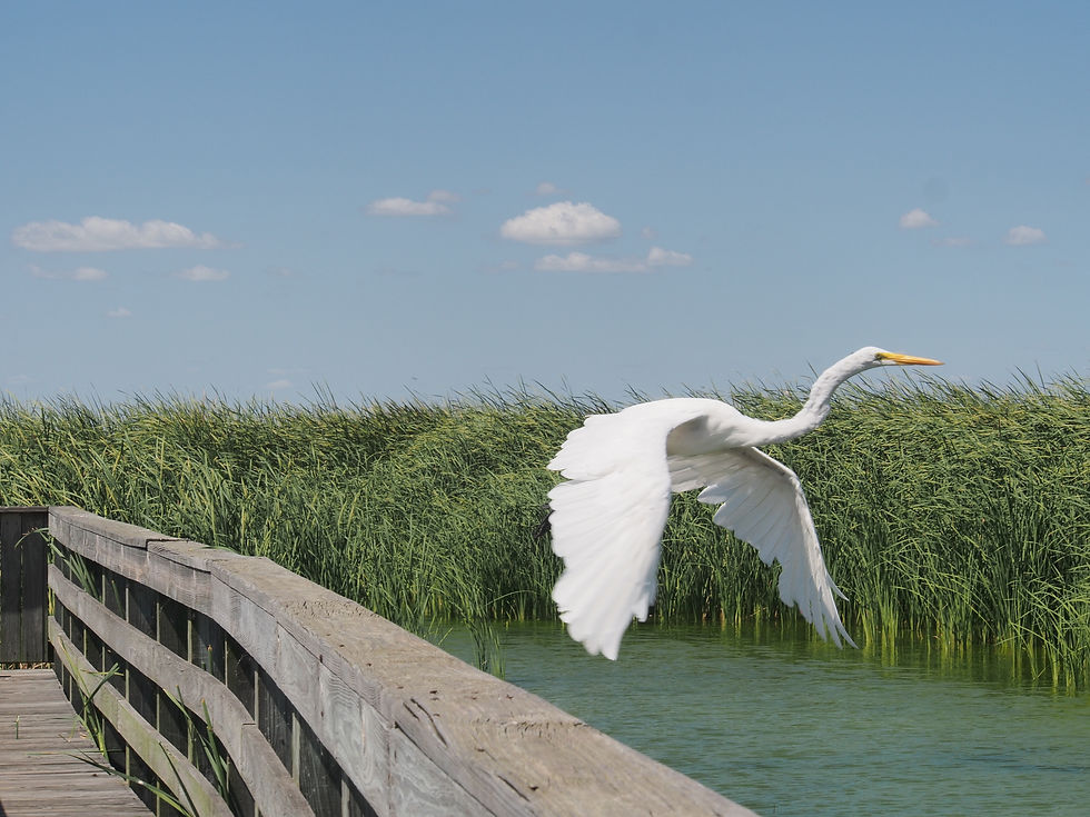 Wildlife in Port Aransas