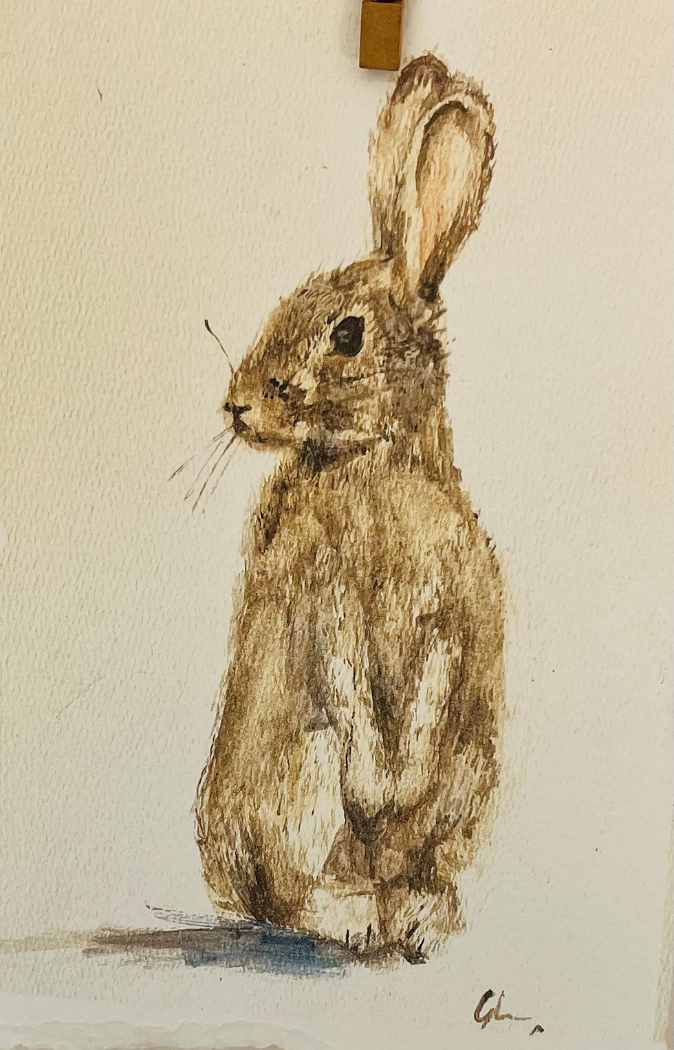 Thumbnail: Wild hare