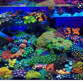 Under Water Adventures
