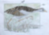 corn crake