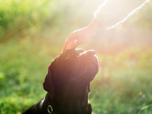 Illustration de la réincarnation des animaux et de la communication animale intuitive entre un humain, un chien, un chat et un cheval.