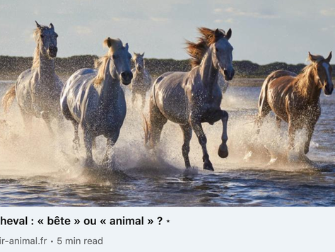 Le cheval : "bête" ou "animal" ? 