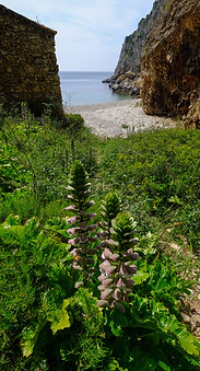 Baleeira-3 copy.jpg