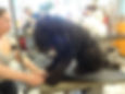 poodle6.jpg