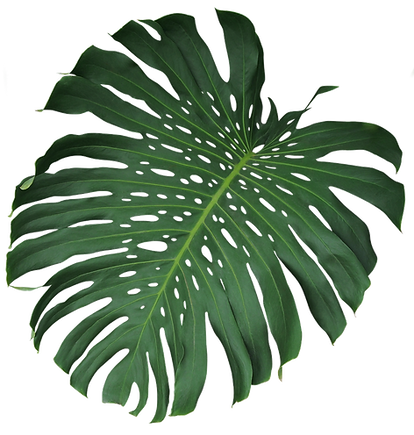 web-palm-2.png