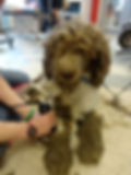 poodle8.jpg