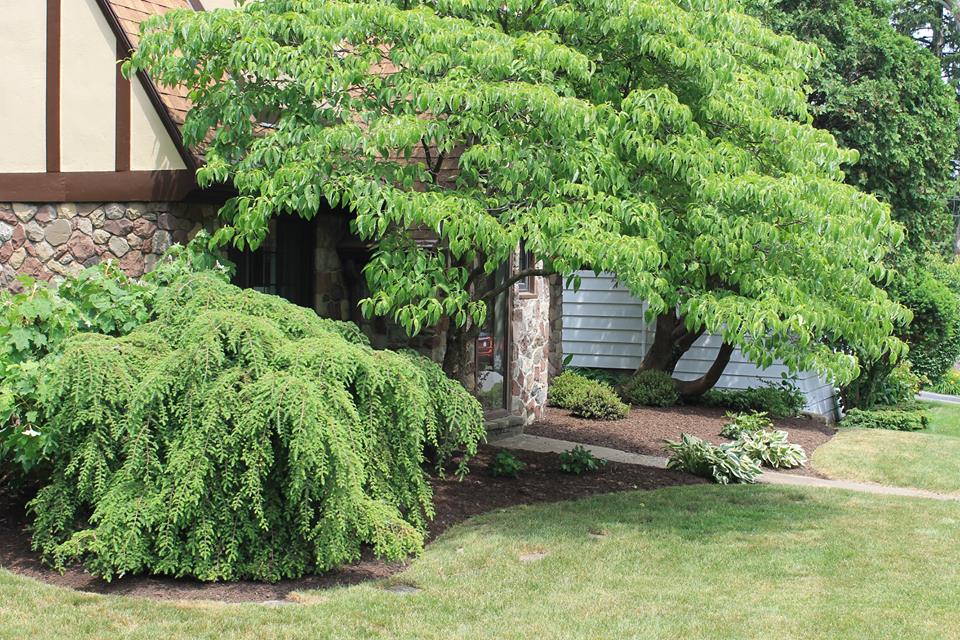 Hill Land Care Gallery