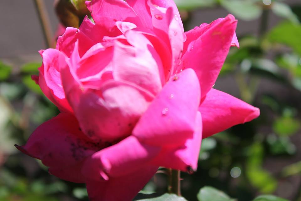 Hill Land Care Gallery