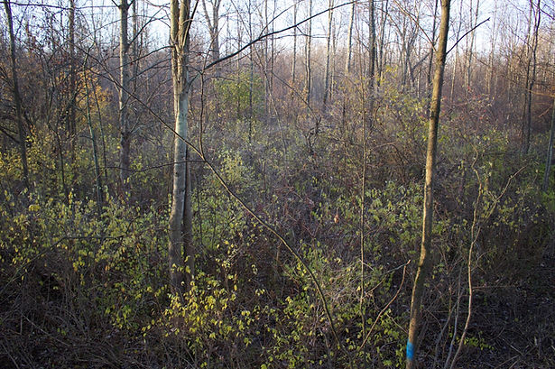 Forestry Mulching, Forestry Mowing, Land Clearing, Habitat Management, Landscape Development