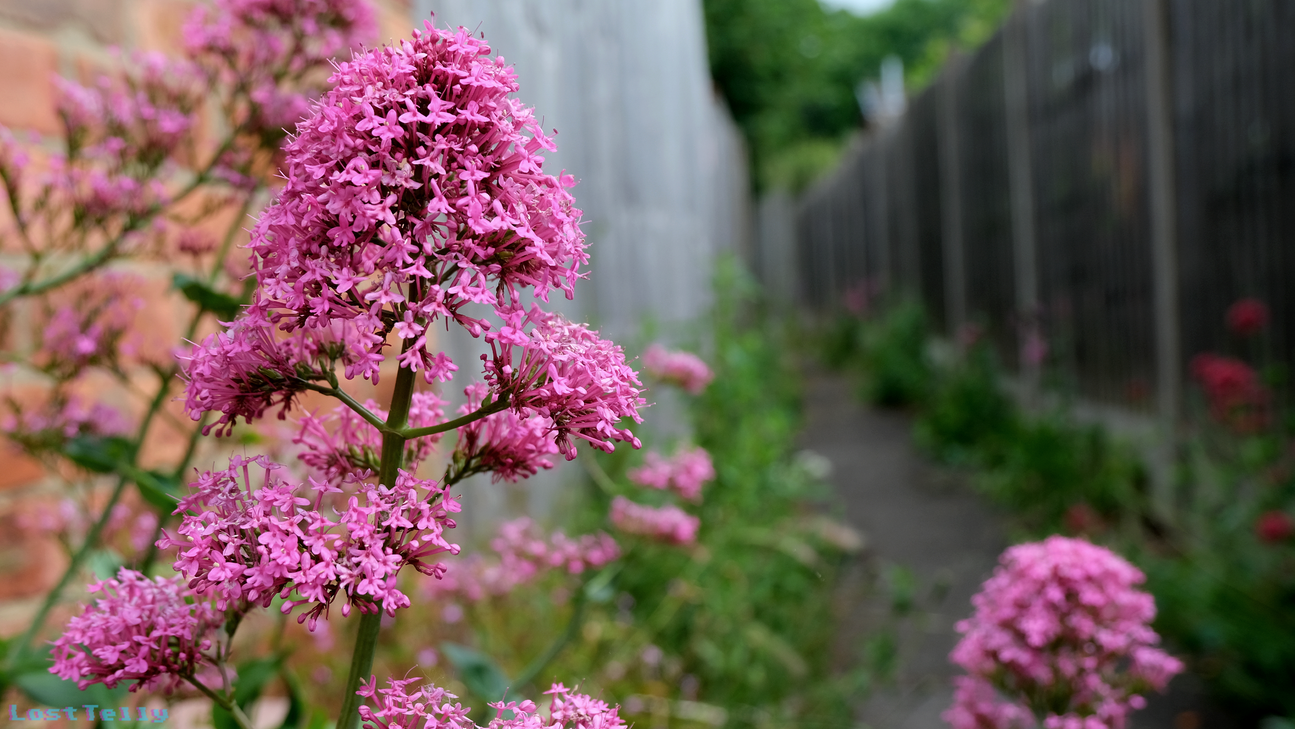 Floral Street.png