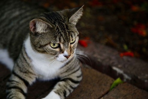 Cat 1