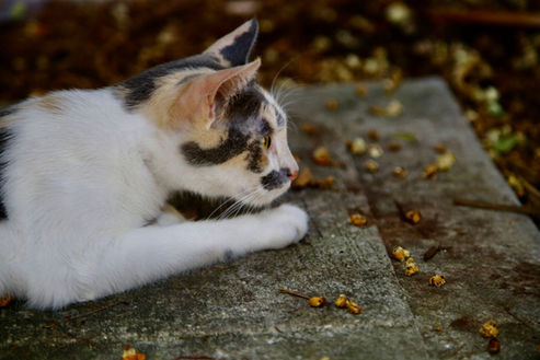 Cat 2