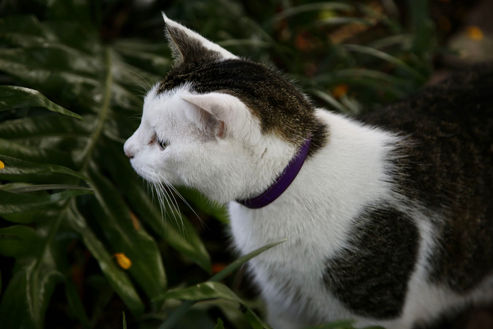 Cat 4