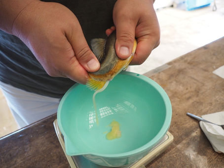 アユの人工採卵