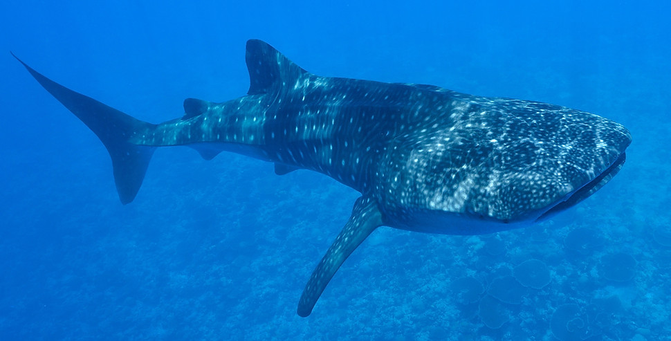 Whale Shark