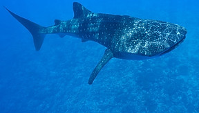 Whale Shark