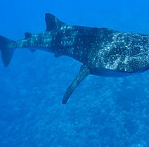 Tiburón ballena
