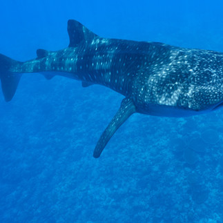 Whale Shark Watching