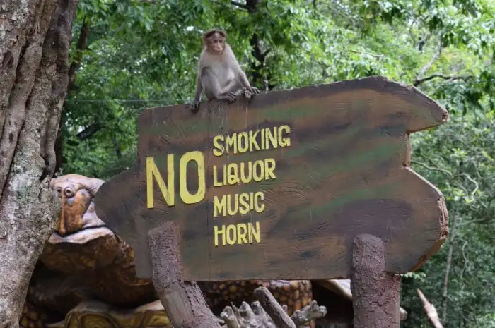 Tips-to-keep-in-mind-before-visiting-the-national-park.webp