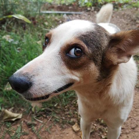 Meet Rosie! - December 7th, 2020