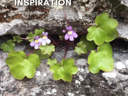 Daily Inspiration - September 14