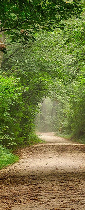 antranias-forest-5595307_1920.jpg