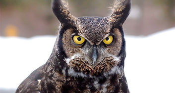 great-horned-owl-744357_1920.jpg