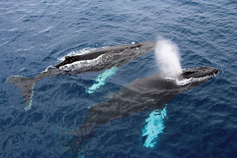 Humpback whales_Antarctica.jpg