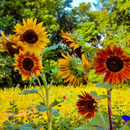ACTWST_sunflower 2019 3.jpeg