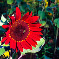 ACTWST_SUNFLOWER 2 2019.jpeg
