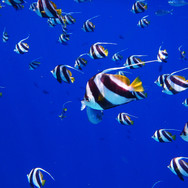 fish-2733323.jpg