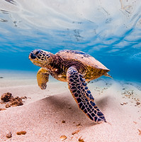shutterstock_557762509.jpg