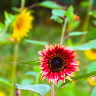 ACTWST_sunflower 2019 5.jpeg
