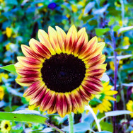 ACTWST_sunflowers 2019 1.jpeg