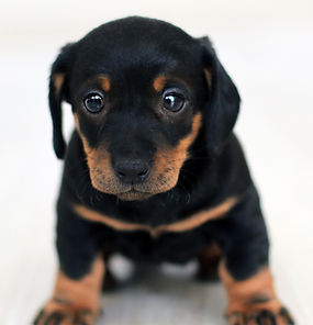 chiot3.jpeg