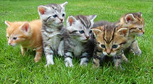kittens-cat-cat-puppy-rush-45170.jpeg