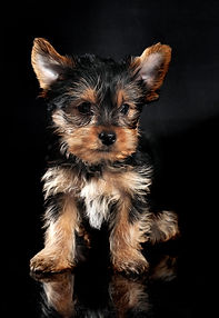 chiot.jpeg