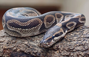 python.jpeg