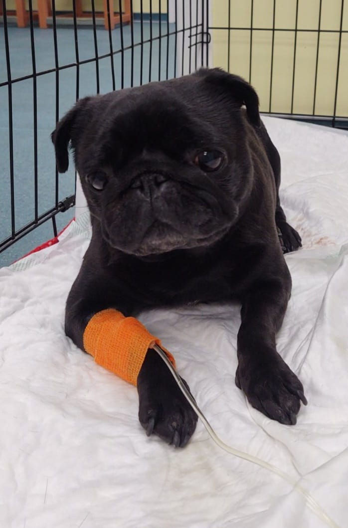 arc_slovakia_veterinarna_ambulancia_male_zvierata_394