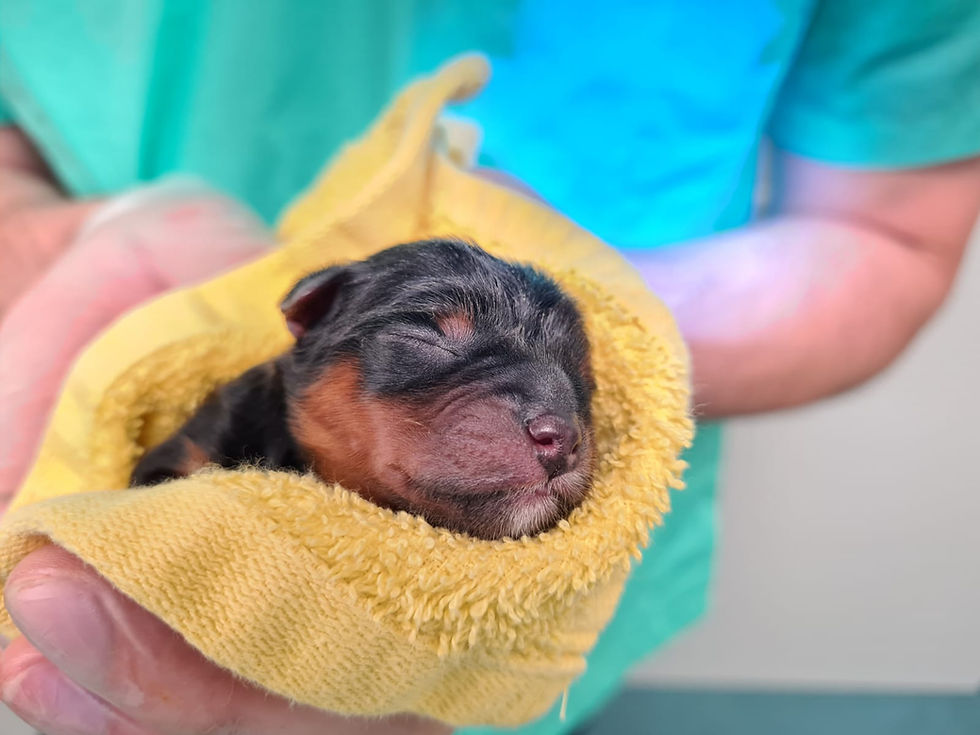 arc_slovakia_veterinarna_ambulancia_male_zvierata_390