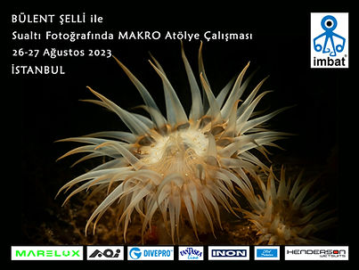 İstanbul Makro Atölye Çalışması 2023.jpg