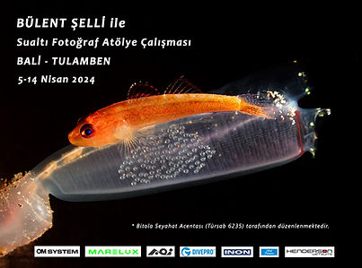 Bali Tulamben Atölye 2024.jpg