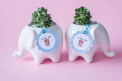 suculenta invitacion