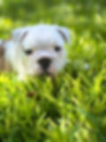 Pebbles2