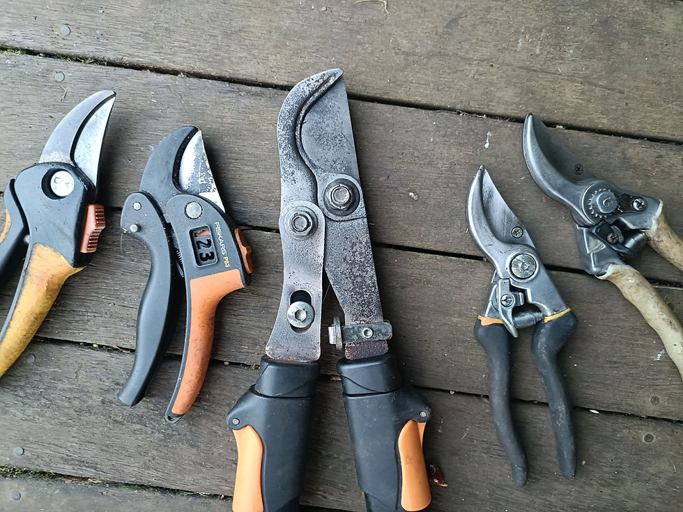 Kerikeri Repair Cafe - my first experience
