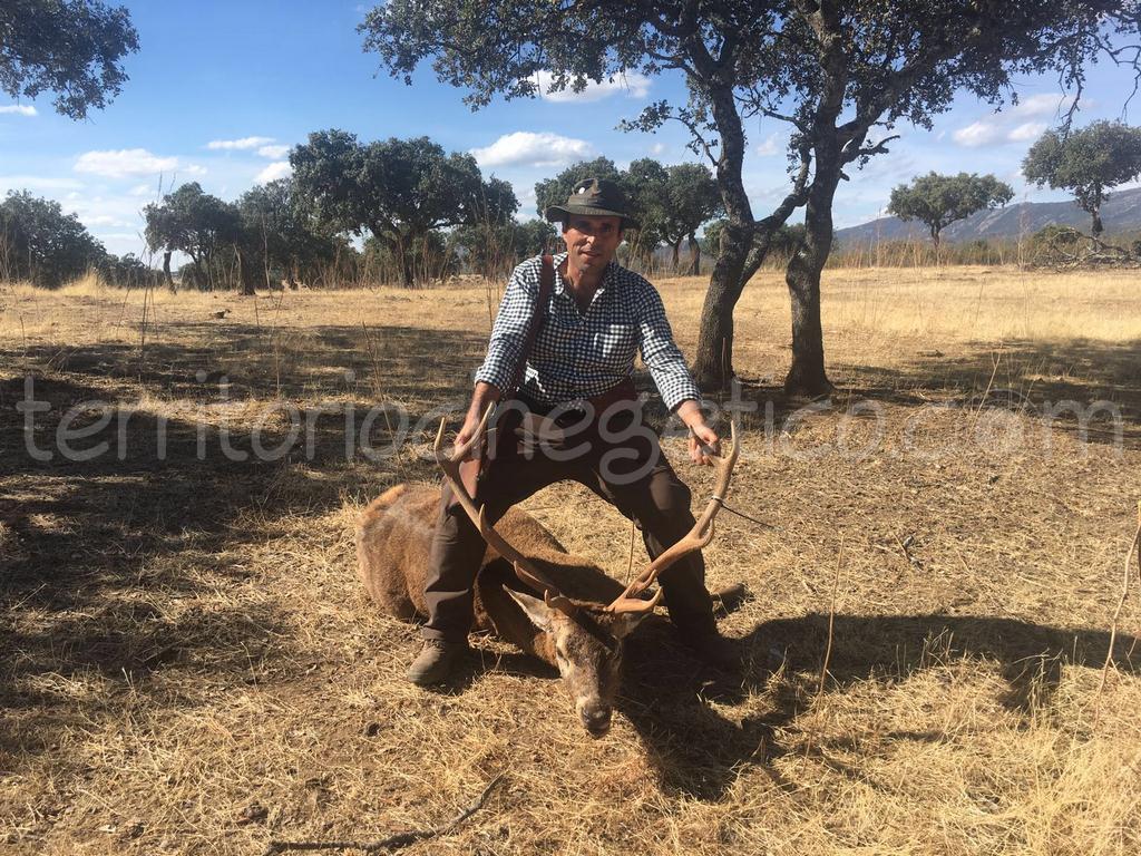 Venado de Juan Manuel Leal