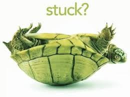 Turtle on its back
