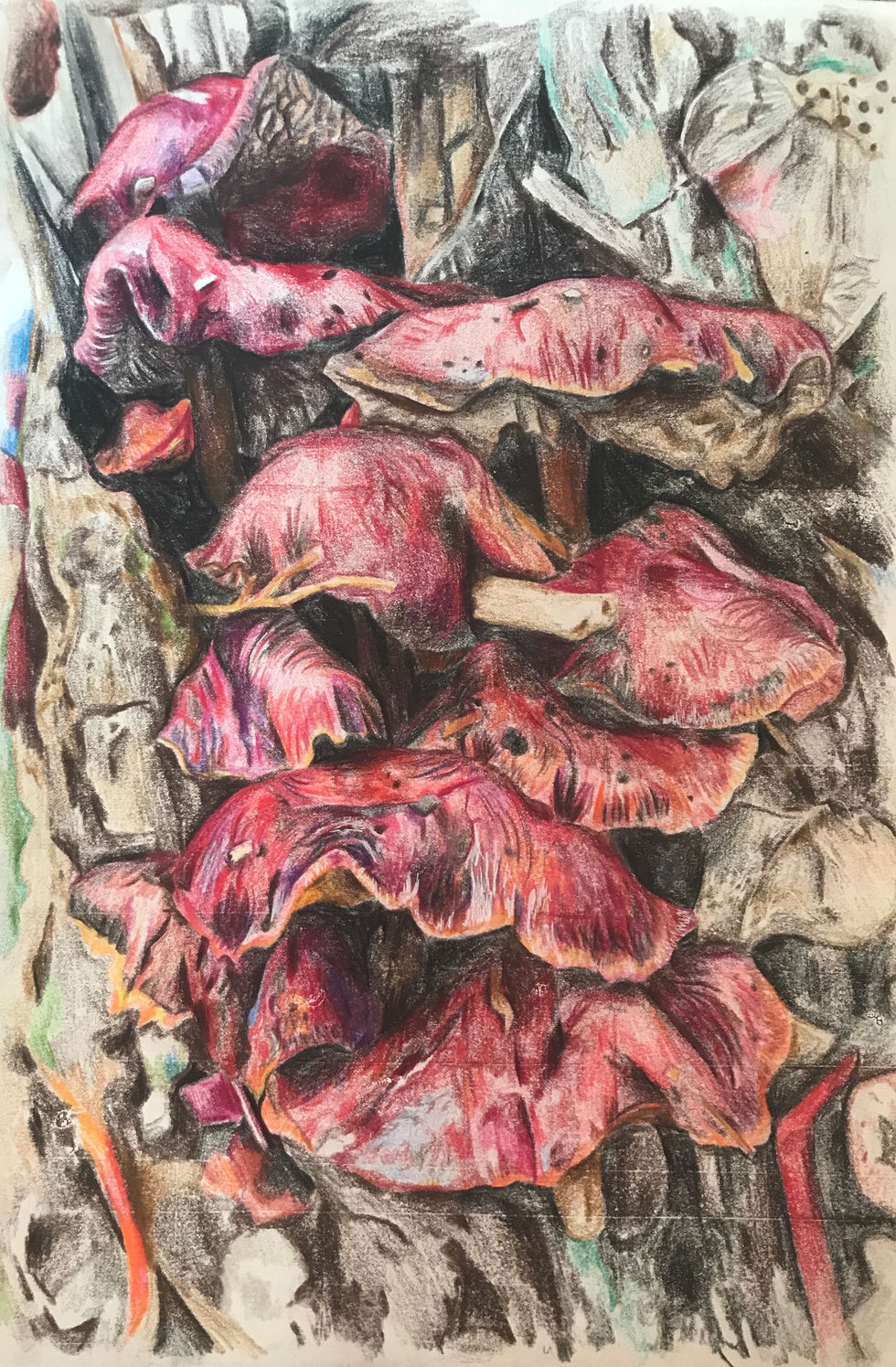 Beefsteak mushrooms.