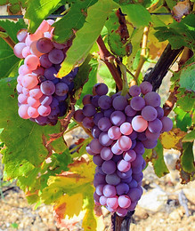 Carignan Gray 3.JPG