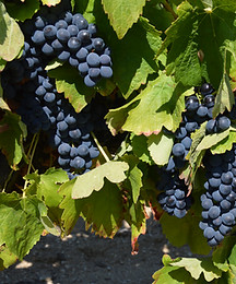 Syrah.JPG